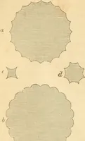 Picture 14 of 62 from The stones of Venice (1851), leaf 115