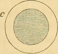 An illustration from The stones of Venice (1851)