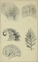 An illustration from The stones of Venice (1890)