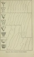 Picture 91 of 125 from The stones of Venice (1890), leaf 646