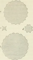 Picture 17 of 113 from The stones of Venice (1851), leaf 115