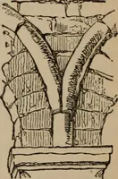 An illustration from The stones of Venice : v.2, the sea-stories (1853)