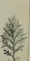 An illustration from The stones of Venice : [With appendices, additional notes, and "Venetian index."] (1894)