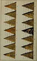 An illustration from The stones of Venice : [With appendices, additional notes, and "Venetian index."] (1894)