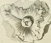 An illustration from Storia delle arti del disegno presso gli antichi (1783)