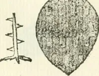 An illustration from Storia delle monete della repubblica Fiorentina (1760)