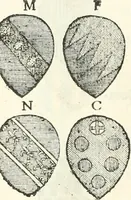 Picture 29 of 52 from Storia delle monete della repubblica Fiorentina (1760), leaf 355