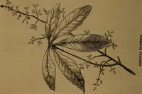 An illustration from Stories of inventors and discoverers in science and the useful arts. A book for old and young (1860)