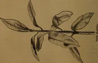 An illustration from Stories of inventors and discoverers in science and the useful arts. A book for old and young (1860)