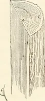 An illustration from The story of a house (1874)