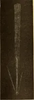 An illustration from The story of the sun, moon, and stars (1898)