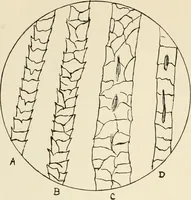 An illustration from The story of textiles (1916)