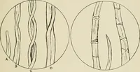 An illustration from The story of textiles (1916)