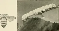 An illustration from The story of textiles (1916)