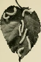 An illustration from The story of textiles (1916)