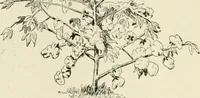 An illustration from The story of textiles (1916)