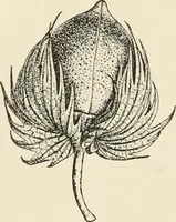 An illustration from The story of textiles (1916)
