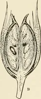 An illustration from The story of textiles (1916)
