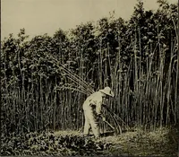 Picture 5 of 59 from The story of textiles; a bird's-eye view of the history of the beginning and the growth of the industry by which mankind is clothed (1912), leaf 38