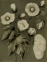 Picture 12 of 59 from The story of textiles; a bird's-eye view of the history of the beginning and the growth of the industry by which mankind is clothed (1912), leaf 56
