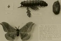 Picture 14 of 59 from The story of textiles; a bird's-eye view of the history of the beginning and the growth of the industry by which mankind is clothed (1912), leaf 68
