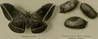 Picture 15 of 59 from The story of textiles; a bird's-eye view of the history of the beginning and the growth of the industry by which mankind is clothed (1912), leaf 68