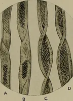 An illustration from The story of textiles; a bird's-eye view of the history of the beginning and the growth of the industry by which mankind is clothed (1912)