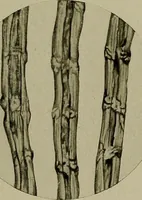 An illustration from The story of textiles; a bird's-eye view of the history of the beginning and the growth of the industry by which mankind is clothed (1912)