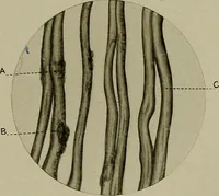 An illustration from The story of textiles; a bird's-eye view of the history of the beginning and the growth of the industry by which mankind is clothed (1912)