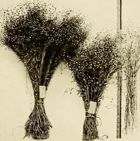 Picture 7 of 60 from The story of textiles; a bird's-eye view of the history of the beginning and the growth of the industry by which mankind is clothed (1912), leaf 40