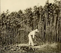 An illustration from The story of textiles; a bird's-eye view of the history of the beginning and the growth of the industry by which mankind is clothed (1912)
