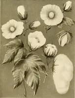 An illustration from The story of textiles; a bird's-eye view of the history of the beginning and the growth of the industry by which mankind is clothed (1912)