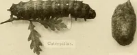 An illustration from The story of textiles; a bird's-eye view of the history of the beginning and the growth of the industry by which mankind is clothed (1912)