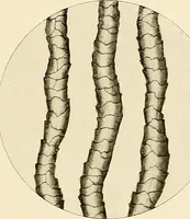 An illustration from The story of textiles; a bird's-eye view of the history of the beginning and the growth of the industry by which mankind is clothed (1912)