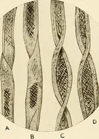 An illustration from The story of textiles; a bird's-eye view of the history of the beginning and the growth of the industry by which mankind is clothed (1912)