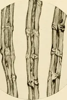 An illustration from The story of textiles; a bird's-eye view of the history of the beginning and the growth of the industry by which mankind is clothed (1912)
