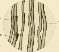 An illustration from The story of textiles; a bird's-eye view of the history of the beginning and the growth of the industry by which mankind is clothed (1912)