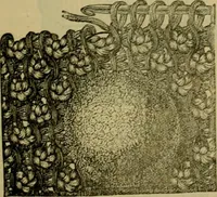 An illustration from Strawbridge & Clothier's quarterly (1882)