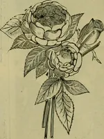 An illustration from Strawbridge & Clothier's quarterly (1882)