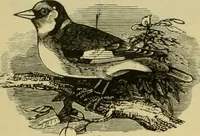 An illustration from Strawbridge & Clothier's quarterly (1882)