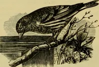 An illustration from Strawbridge & Clothier's quarterly (1882)