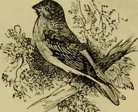 An illustration from Strawbridge & Clothier's quarterly (1882)