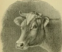 An illustration from Strawbridge & Clothier's quarterly (1882)