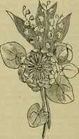An illustration from Strawbridge & Clothier's quarterly (1882)