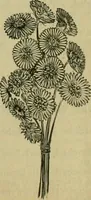 An illustration from Strawbridge & Clothier's quarterly (1882)