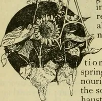 An illustration from Strawbridge & Clothier's quarterly (1882)