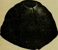 An illustration from Strawbridge & Clothier's quarterly (1882)