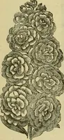 An illustration from Strawbridge & Clothier's quarterly (1882)