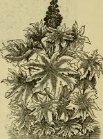 An illustration from Strawbridge & Clothier's quarterly (1882)