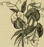 An illustration from Strawbridge & Clothier's quarterly (1882)